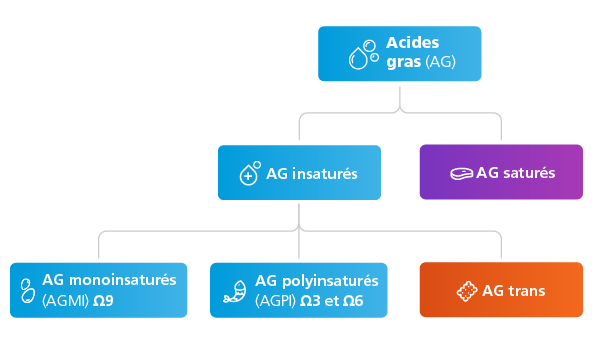 schéma acide gras